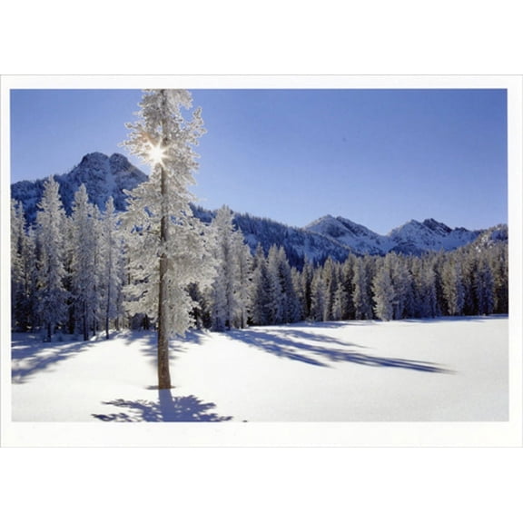 Palm Press Snow Covered Forest and Single Tall Tree Box of 10 Christmas Cards