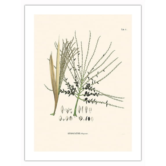 Palm Seeds and Flowers (Hyospathe Elegans) - Vintage Botanical Illustration by Carl Friedrich Philipp von Martius c.1820s - Bamboo Fine Art 290gsm Paper Print (Unframed) 18x24in