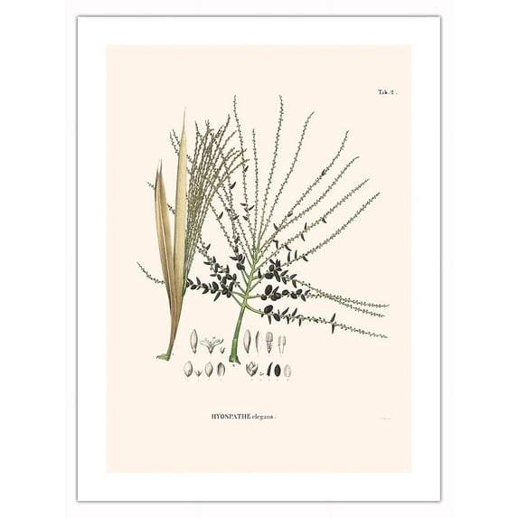 Palm Seeds and Flowers (Hyospathe Elegans) - Vintage Botanical Illustration by Carl Friedrich Philipp von Martius c.1820s - Fine Art Matte Paper Print (Unframed) 18x24in