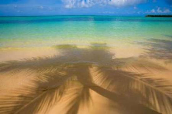 Palm Shadow Paradise Canvas Art - Jim Zuckerman (24 x 36)