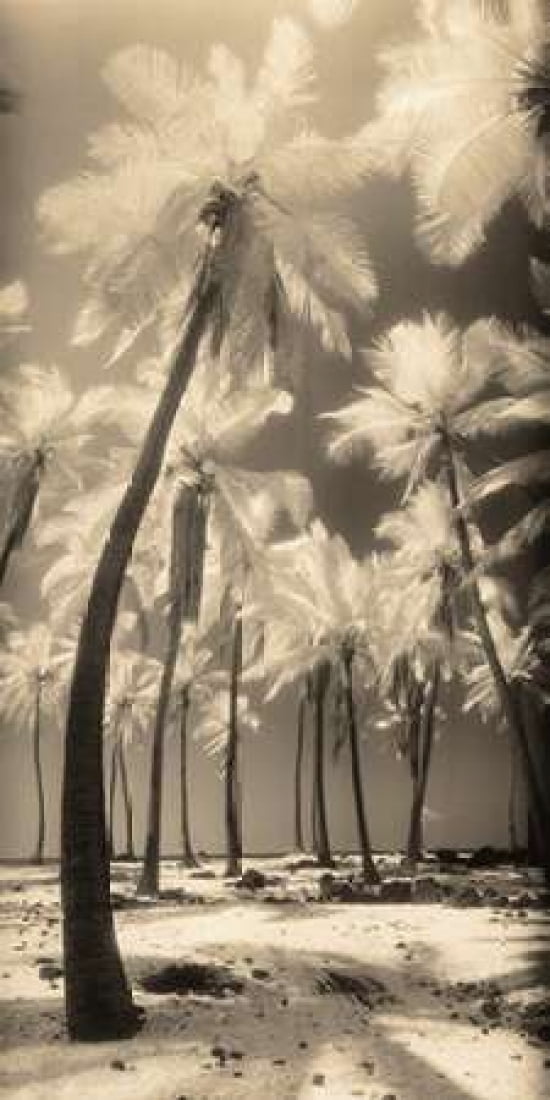 Palm Shadows I Canvas Art - Susan Friedman (24 x 48)