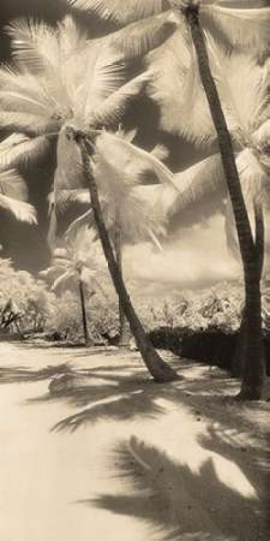 Palm Shadows II Canvas Art - Susan Friedman (10 x 20)
