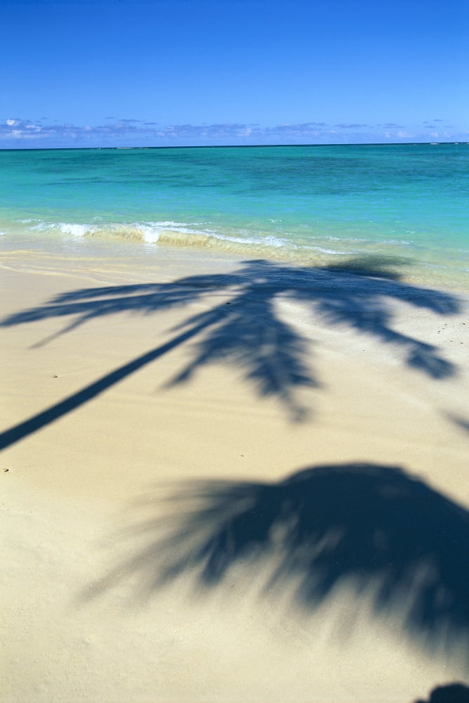 Palm Shadows On White Sand Beach Turquoise Water C1713 Canvas Art - Dana Edmunds Design Pics (24 x 38)