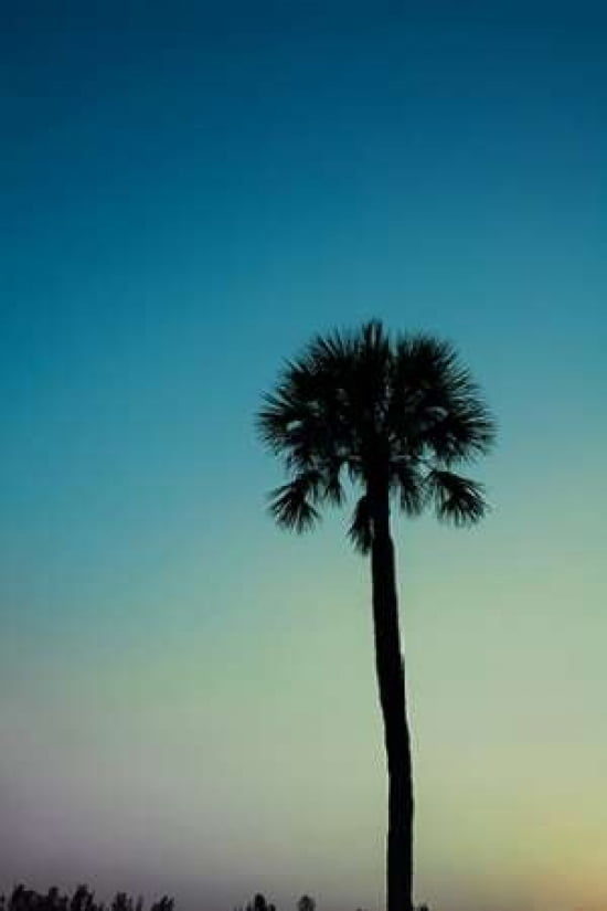 Palm Solo Canvas Art - Susan Bryant (12 x 18)