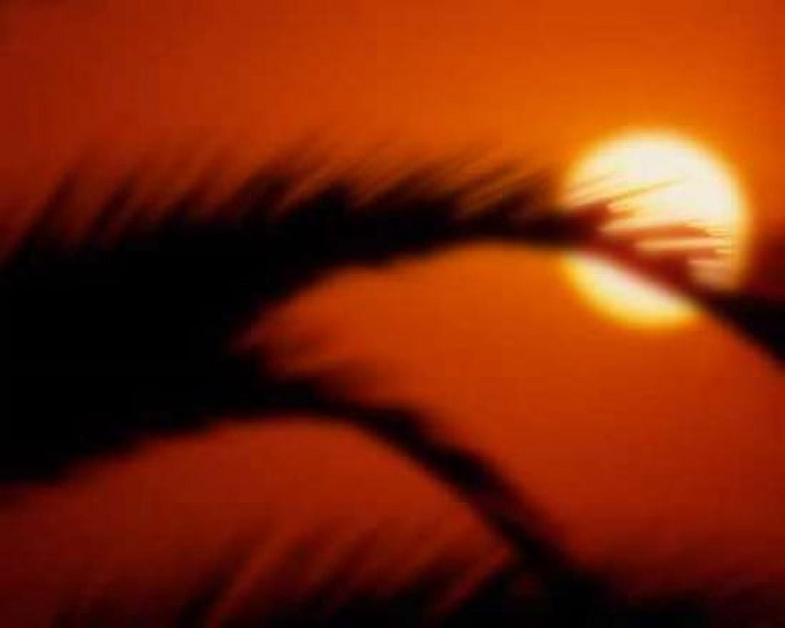 Palm Sunset I Canvas Art - Scott Larson (20 x 24)