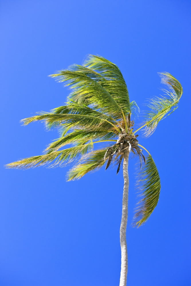 Palm Tree Against Clear Blue Sky Canvas Art - Carson Ganci Design Pics (12 x 19)