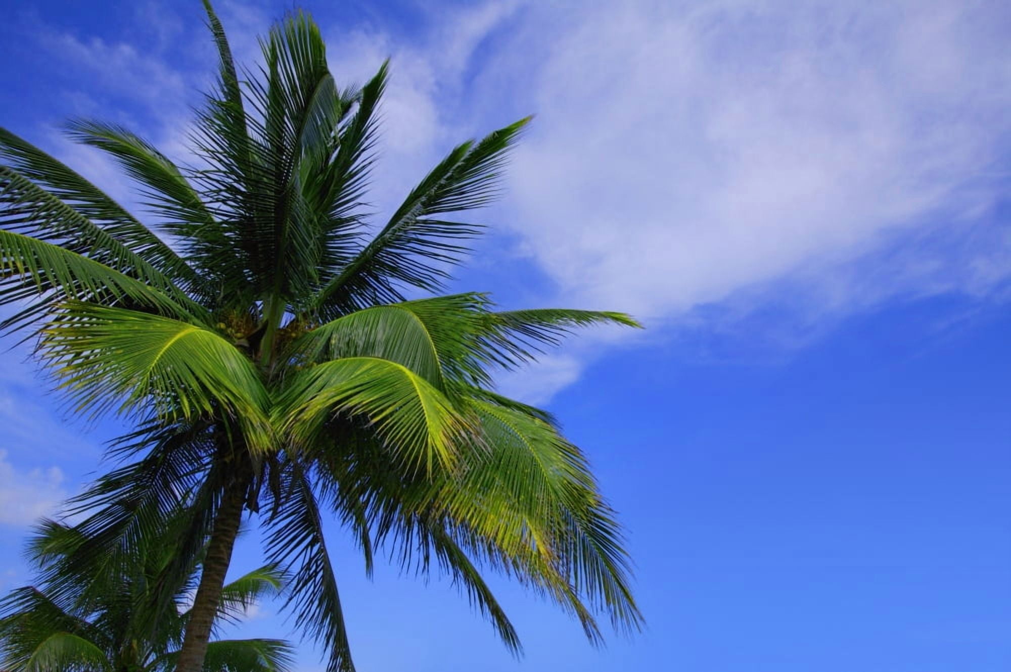 Palm Tree Against Perfect Sky Canvas Art - Don Hammond Design Pics (34 x 22)