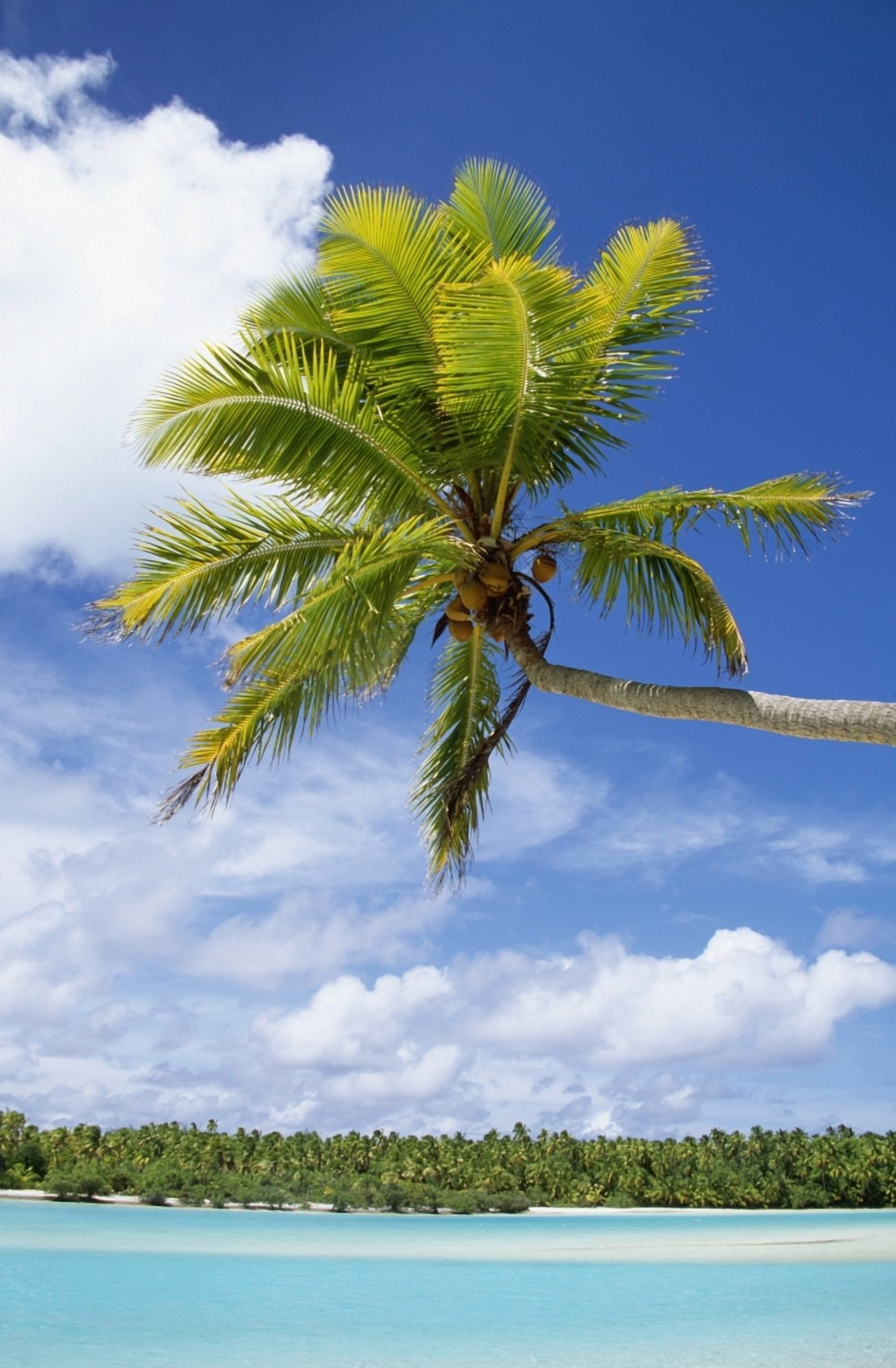 Palm Tree And Beach Aitutaki Canvas Art - Paul Miles Design Pics (12 x 19)