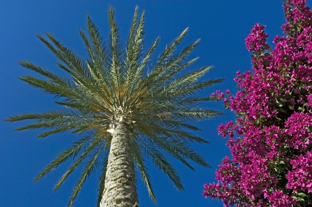 Palm Tree And Pink Flowers Close Up Canvas Art - Chris Parker Design Pics (17 x 11)