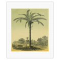 thumbnail image 1 of Palm Tree (Astrocaryum Chambira) - Vintage Botanical Illustration by Charles Antoine Lemaire c.1854 - Fine Art Rolled Canvas Print 16in x 20in, 1 of 4