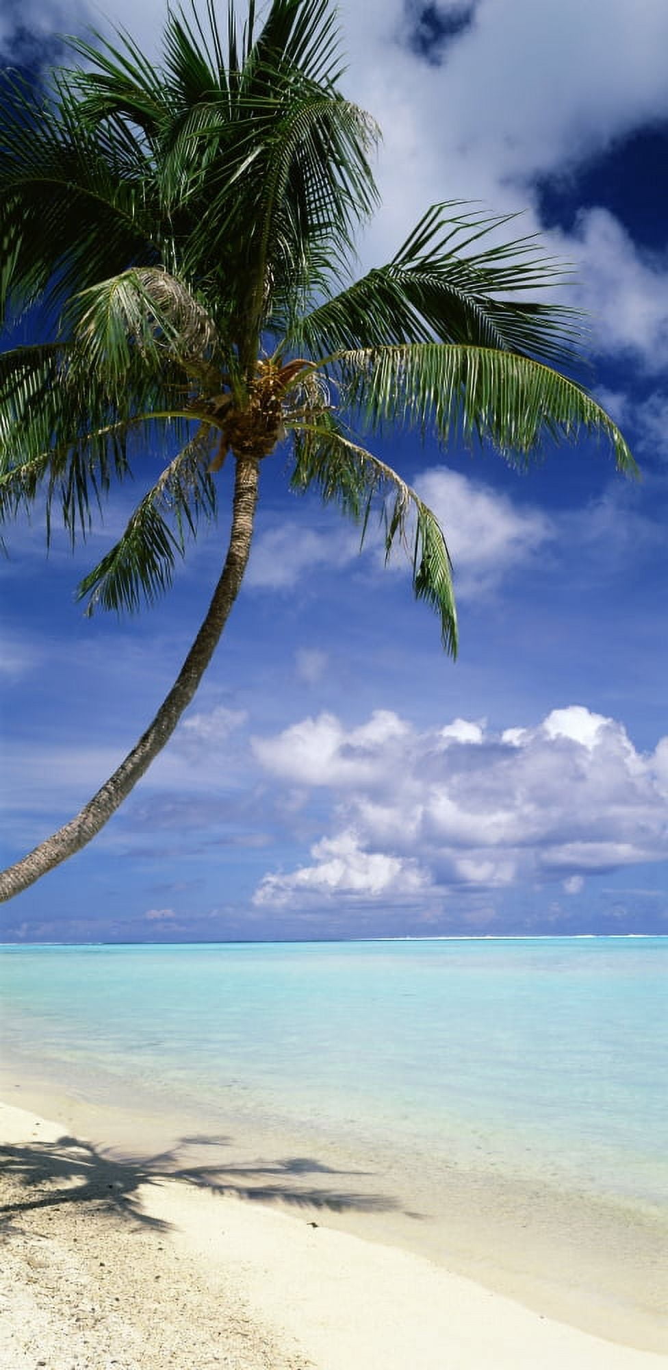 Palm Tree Bora Bora French Polynesia Canvas Art - Panoramic Images (27 x 9)