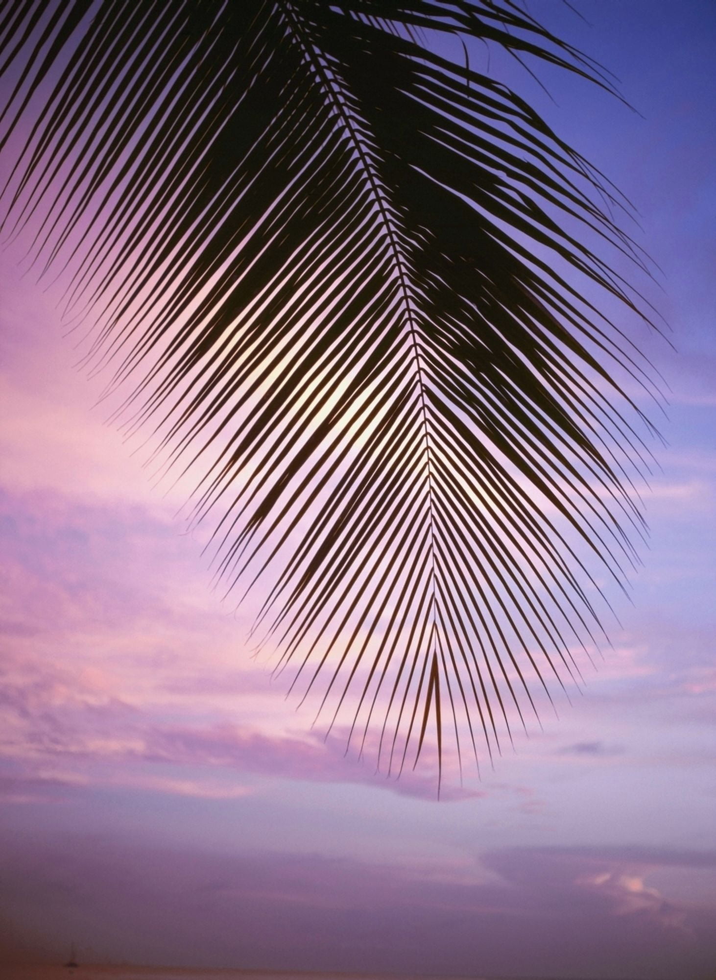 Palm Tree Branch At Sunset Close Up Canvas Art - Ian Cumming Design Pics (12 x 16)