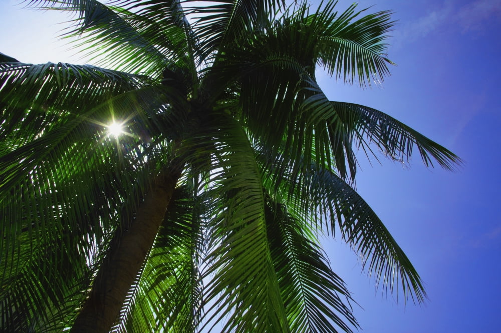 Palm Tree Canvas Art - Don Hammond Design Pics (17 x 11)