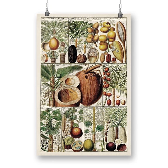 Palm Tree Chart Poster - Vision Studio Designs,