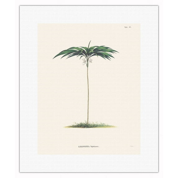 Palm Tree (Geonoma Spixiana) - Vintage Botanical Illustration by Carl Friedrich Philipp von Martius c.1820s - Fine Art Rolled Canvas Print 11in x 14in
