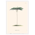 thumbnail image 1 of Palm Tree (Geonoma Spixiana) - Vintage Botanical Illustration by Carl Friedrich Philipp von Martius c.1820s - Master Art Print (Unframed) 12in x 18in, 1 of 4