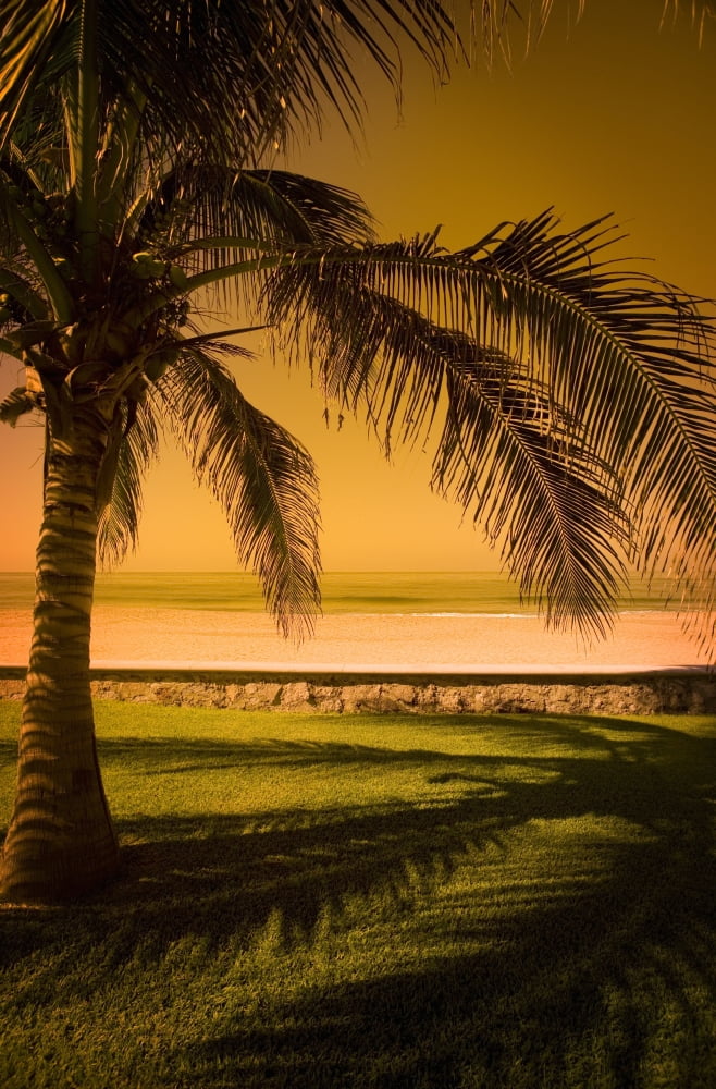 Palm Tree In Mazatlan Mexico Canvas Art - Darren Greenwood Design Pics (24 x 36)