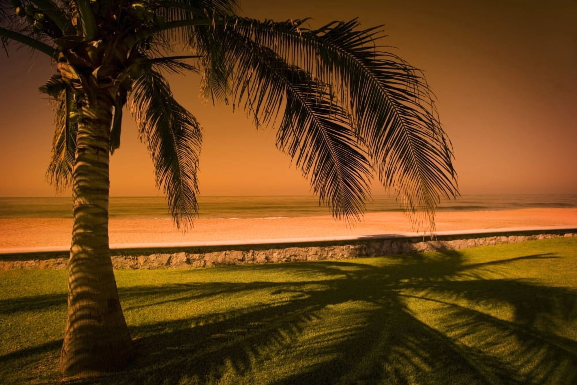 Palm Tree In Mazatlan Mexico Canvas Art - Darren Greenwood Design Pics (36 x 24)