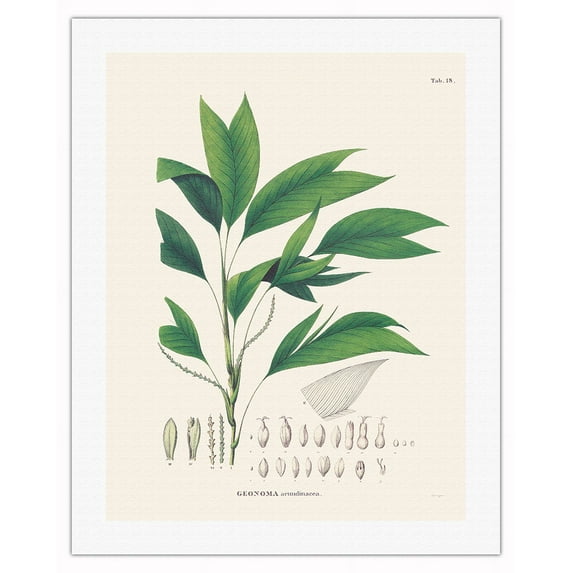 Palm Tree Leaf (Geonoma Arundinacea) - Vintage Botanical Illustration by Carl Friedrich Philipp von Martius c.1820s - Fine Art Rolled Canvas Print 20in x 26in