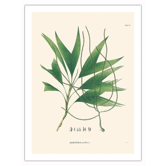 Palm Tree Leaf (Geonoma Laxiflora) - Vintage Botanical Illustration by Carl Friedrich Philipp von Martius c.1820s - Bamboo Fine Art 290gsm Paper Print (Unframed) 24x32in
