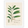 thumbnail image 1 of Palm Tree Leaf (Geonoma Pyenostachys) - Vintage Botanical Illustration by Carl Friedrich Philipp von Martius c.1820s - Japanese Unryu Rice Paper Art Print (Unframed) 12 x 16 in, 1 of 4