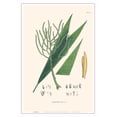 thumbnail image 1 of Palm Tree Leaf (Geonoma Spixiana) - Vintage Botanical Illustration by Carl Friedrich Philipp von Martius c.1820s - Master Art Print (Unframed) 12in x 18in, 1 of 4