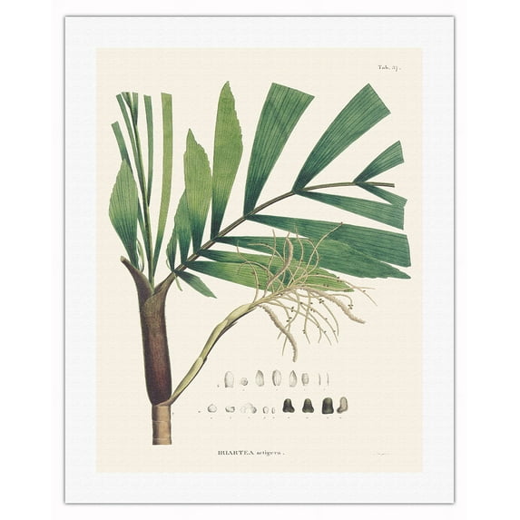 Palm Tree Leaf (Iriartella Setigera) - Vintage Botanical Illustration by Carl Friedrich Philipp von Martius c.1820s - Fine Art Rolled Canvas Print 20in x 26in
