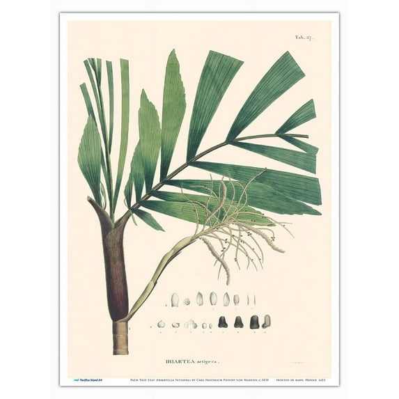 Palm Tree Leaf (Iriartella Setigera) - Vintage Botanical Illustration by Carl Friedrich Philipp von Martius c.1820s - Master Art Print (Unframed) 9in x 12in