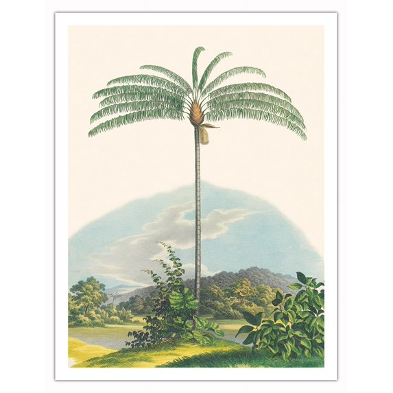 Palm Tree (Oenocarpus Distichus) - Brazil - Vintage Botanical Illustration by Carl Friedrich Philipp von Martius c.1820s - Fine Art Matte Paper Print (Unframed) 20x26in