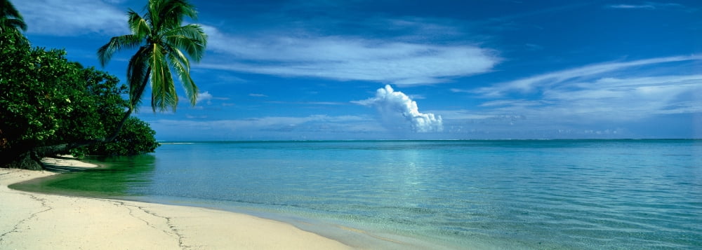 Palm Tree On A Coast French Polynesia Canvas Art - Panoramic Images (36 x 12)