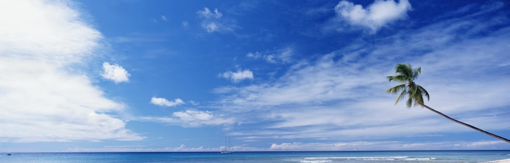 Palm Tree On Beach Canvas Art - Ian Cumming Design Pics (44 x 14)