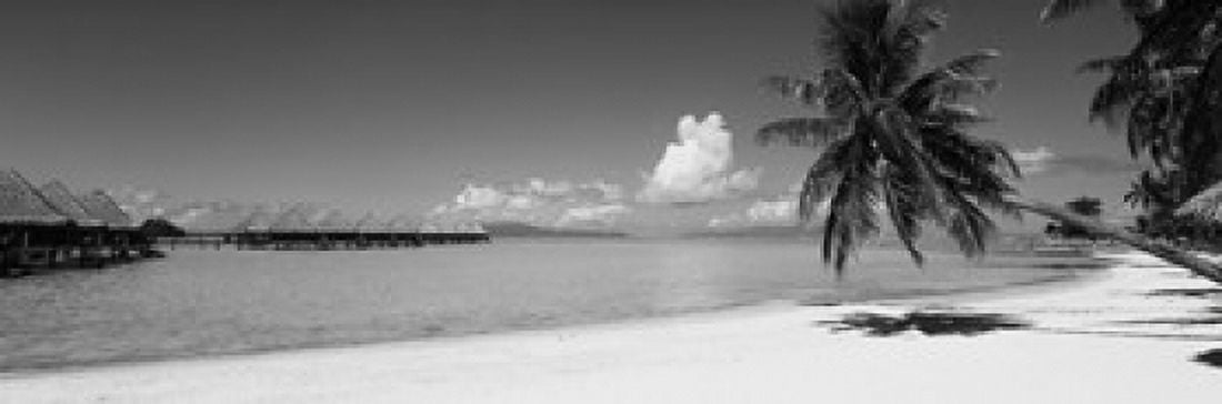Palm Tree On The Beach Moana Beach Bora Bora Tahiti French Polynesia Canvas Art - Panoramic Images (36 x 12)