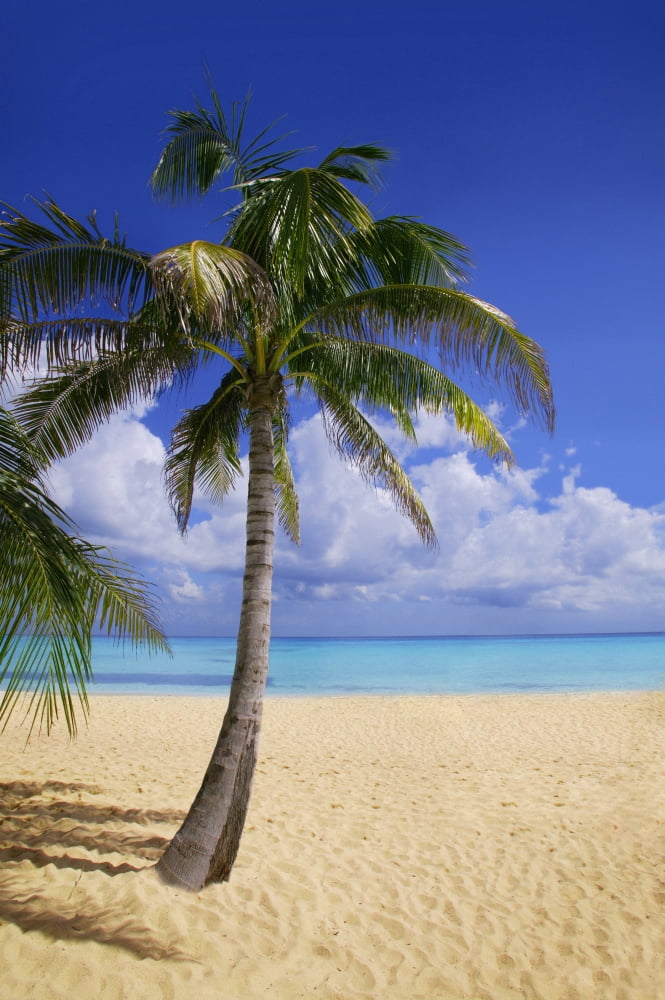 Palm Tree On Tropical Beach Canvas Art - Don Hammond Design Pics (11 x 17)