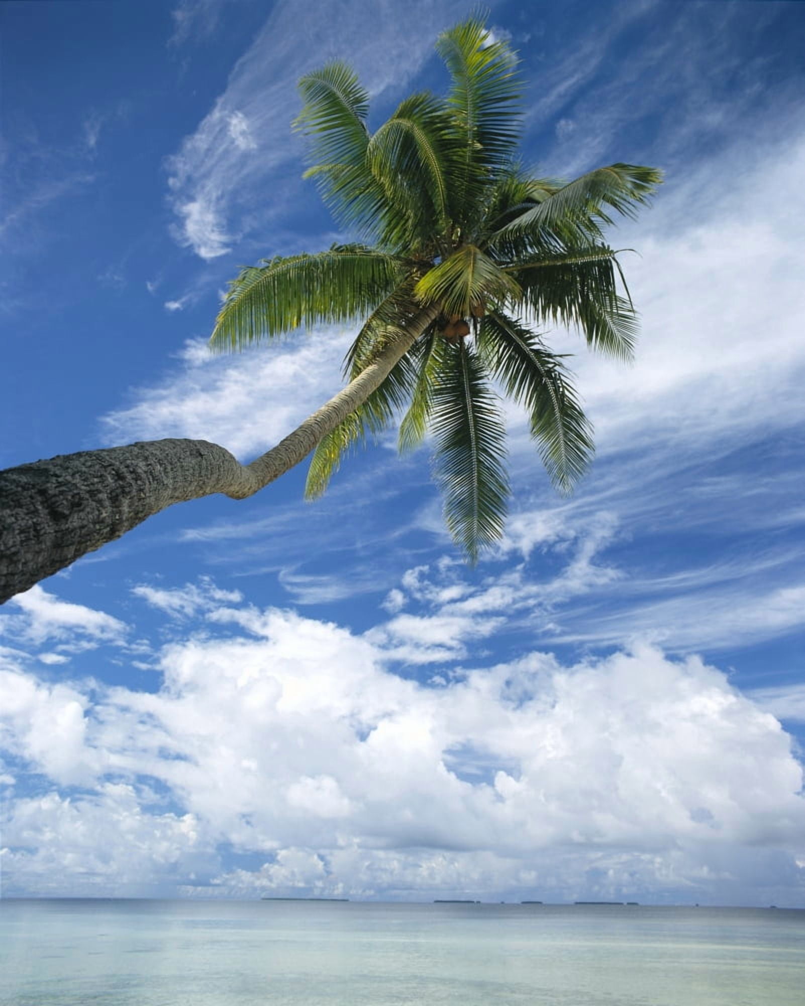 Palm Tree Over Clear Calm Turquoise Waters Swirling White Clouds Blue Sky C1683 Canvas Art - Mitchell Warner Design Pics (28 x 34)