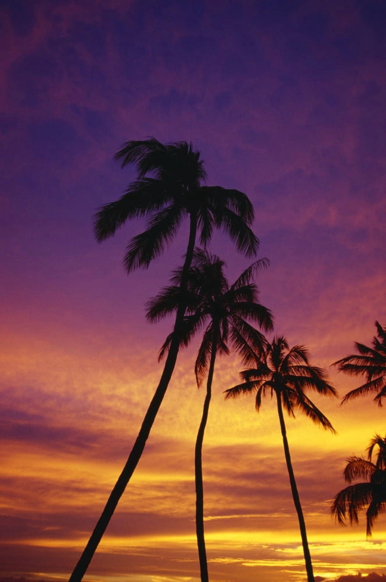 Palm Tree Silhouettes Sunset Waikiki Beach Hawaii Usa Canvas Art - Natural Selection Craig Tuttle Design Pics (24 x 36)