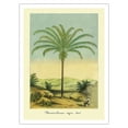 thumbnail image 1 of Palm Tree - South American Attalea Maripa (Maximiliana regia Martius) - Vintage Botanical Illustration by Charles Antoine Lemaire c.1854 - Fine Art Matte Paper Print (Unframed) 24x32in, 1 of 4