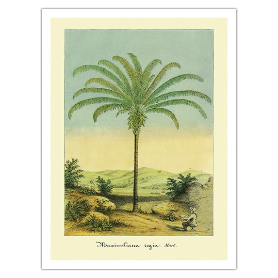 Palm Tree - South American Attalea Maripa (Maximiliana regia Martius) - Vintage Botanical Illustration by Charles Antoine Lemaire c.1854 - Fine Art Matte Paper Print (Unframed) 24x32in