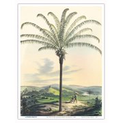 Palm Tree - South Rio de Janeiro - Vintage Botanical Illustration by Carl Friedrich Philipp von Martius c.1820s - Master Art Print (Unframed) 9in x 12in