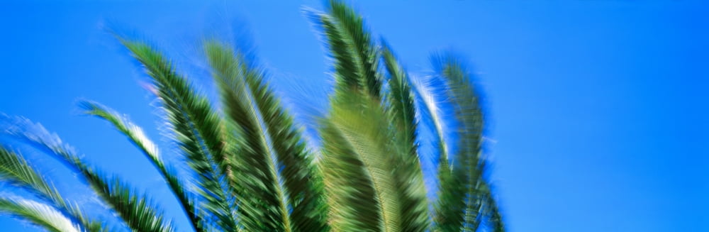 Palm Tree Top In The Wind Canvas Art - Panoramic Images (36 x 12)