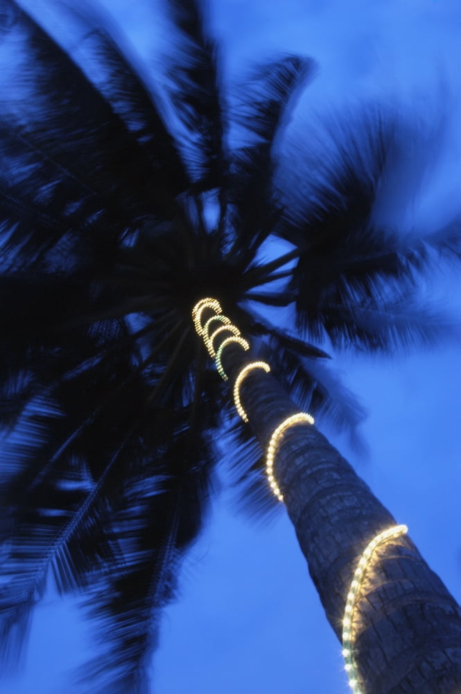 Palm Tree With Fairy Lights Blurred Motion Canvas Art - Ian Cumming Design Pics (12 x 19)