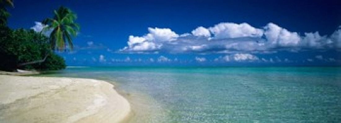 Palm Tree in the French Polynesia Canvas Art - Panoramic Images (34 x 12)