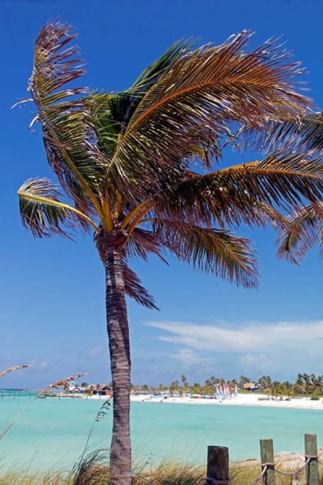 Palm Tree of Castaway Cay Bahamas Caribbean Canvas Art - Kymri Wilt DanitaDelimont (24 x 35)