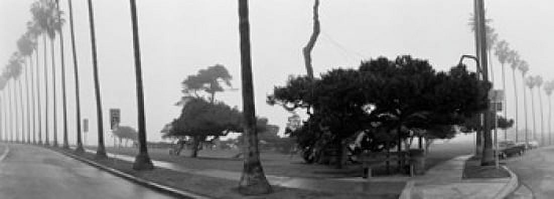 Palm Trees And Fog San Diego California Canvas Art - Panoramic Images (18 x 7)
