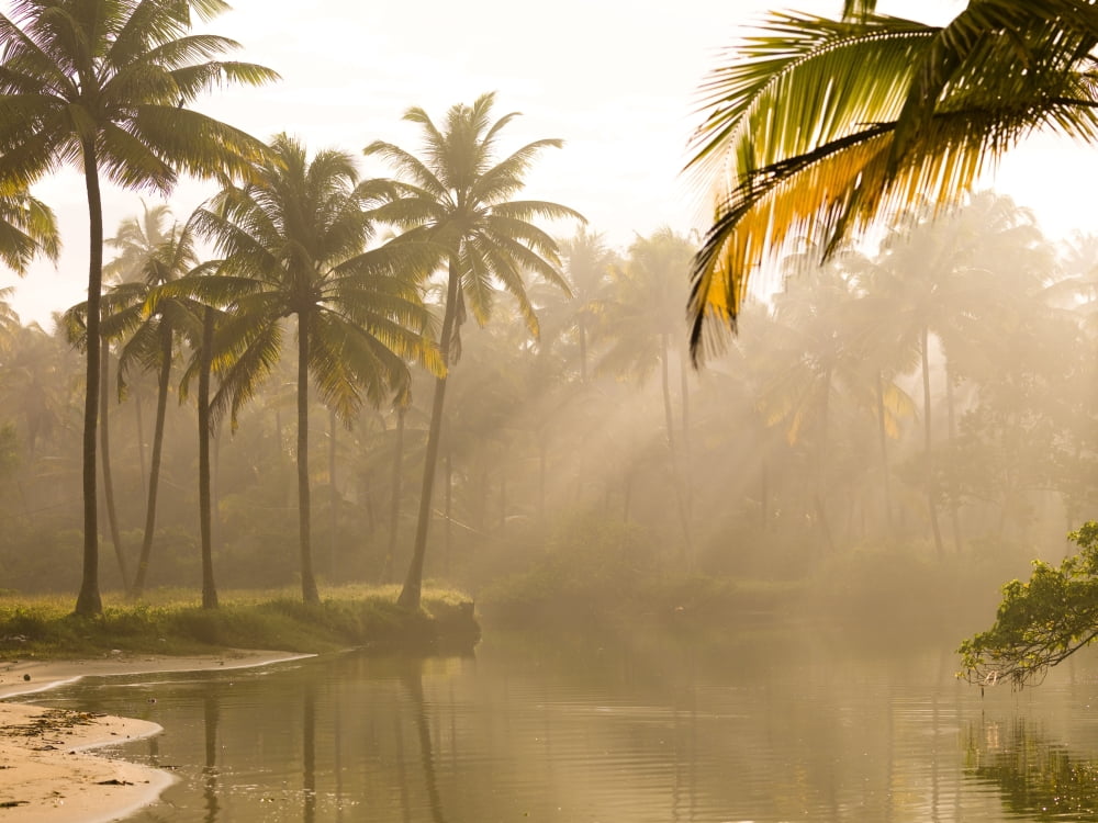 Palm Trees And Sunbeams Kerala India Canvas Art - Keith Levit Design Pics (18 x 13)