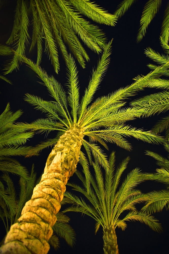 Palm Trees Arecaceae Genera Canvas Art - Don Hammond Design Pics (11 x 17)