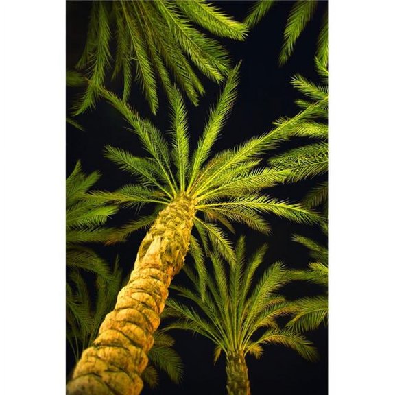 Palm Trees Arecaceae Genera Poster Print