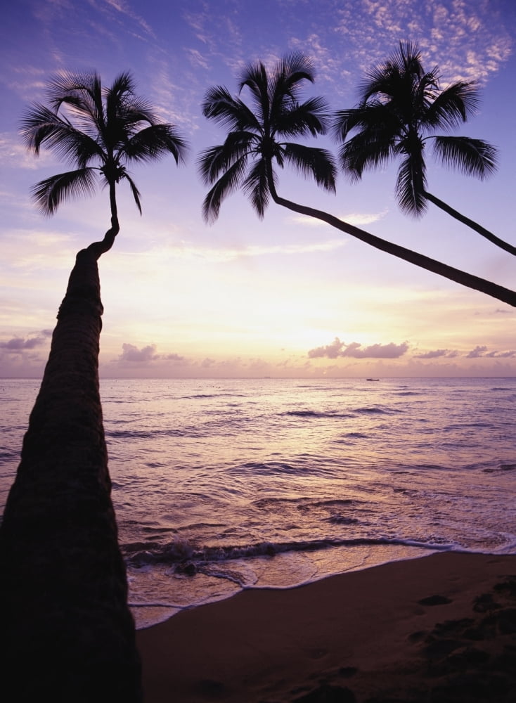 Palm Trees At Dusk Canvas Art - Ian Cumming Design Pics (24 x 32)