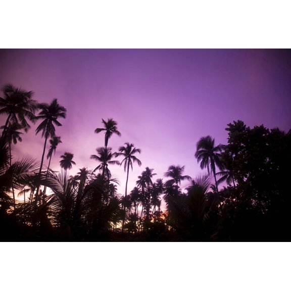 Palm Trees At Dusk Malaysia Southeast Asia Canvas Art - Stuart Westmorland Design Pics (18 x 11)