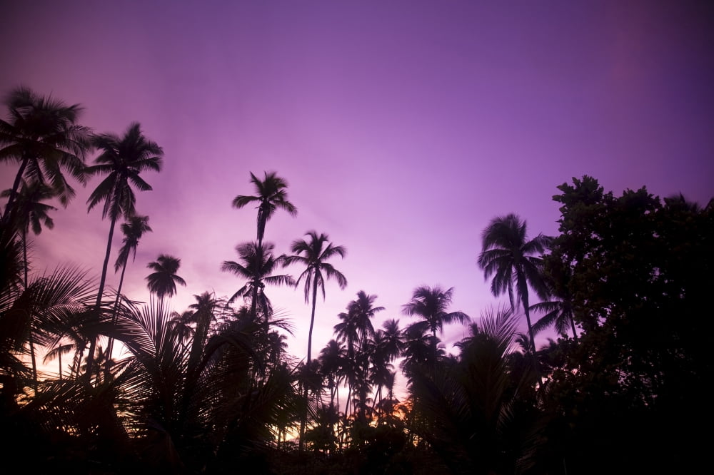 Palm Trees At Dusk Malaysia Southeast Asia Canvas Art - Stuart Westmorland Design Pics (36 x 22)