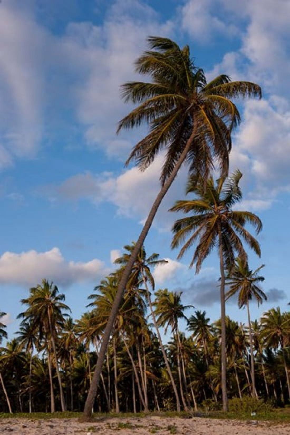 Palm Trees Bavaro Higuey Punta Cana Dominican Republic Canvas Art - Lisa S Engelbrecht DanitaDelimont (15 x 22)